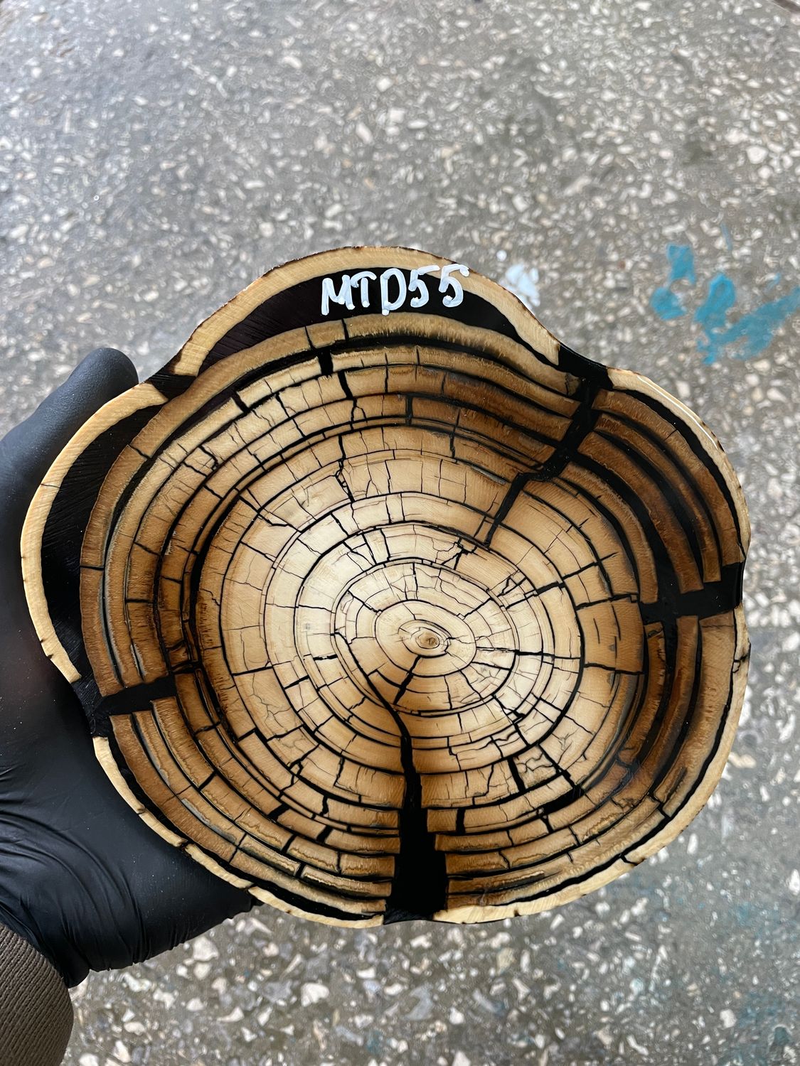 Mammoth Tusk Disk Cross Cut Stabilized Fossil Slab for Knifemaking MTD55