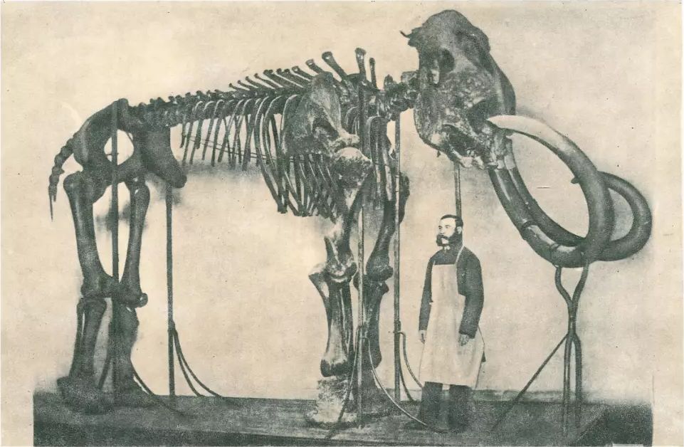 Mammoth skeleton. Photograph from the archives of the Zoological Museum of the Academy of Sciences in St. Petersburg.