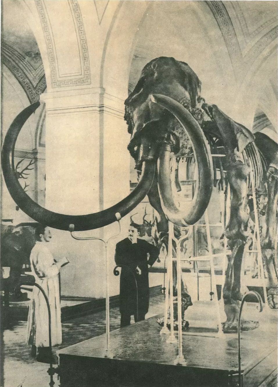 mammoth skeleton (Mammuthus primigenius). Photograph from the archives of the Zoological Museum of the Academy of Sciences of St. Petersburg