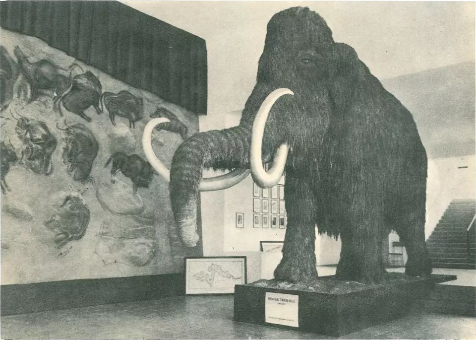 Restoration of a life-size mammoth (Mammuthus primigenius). Photograph from the archives of the Moravian Museum in Brno.