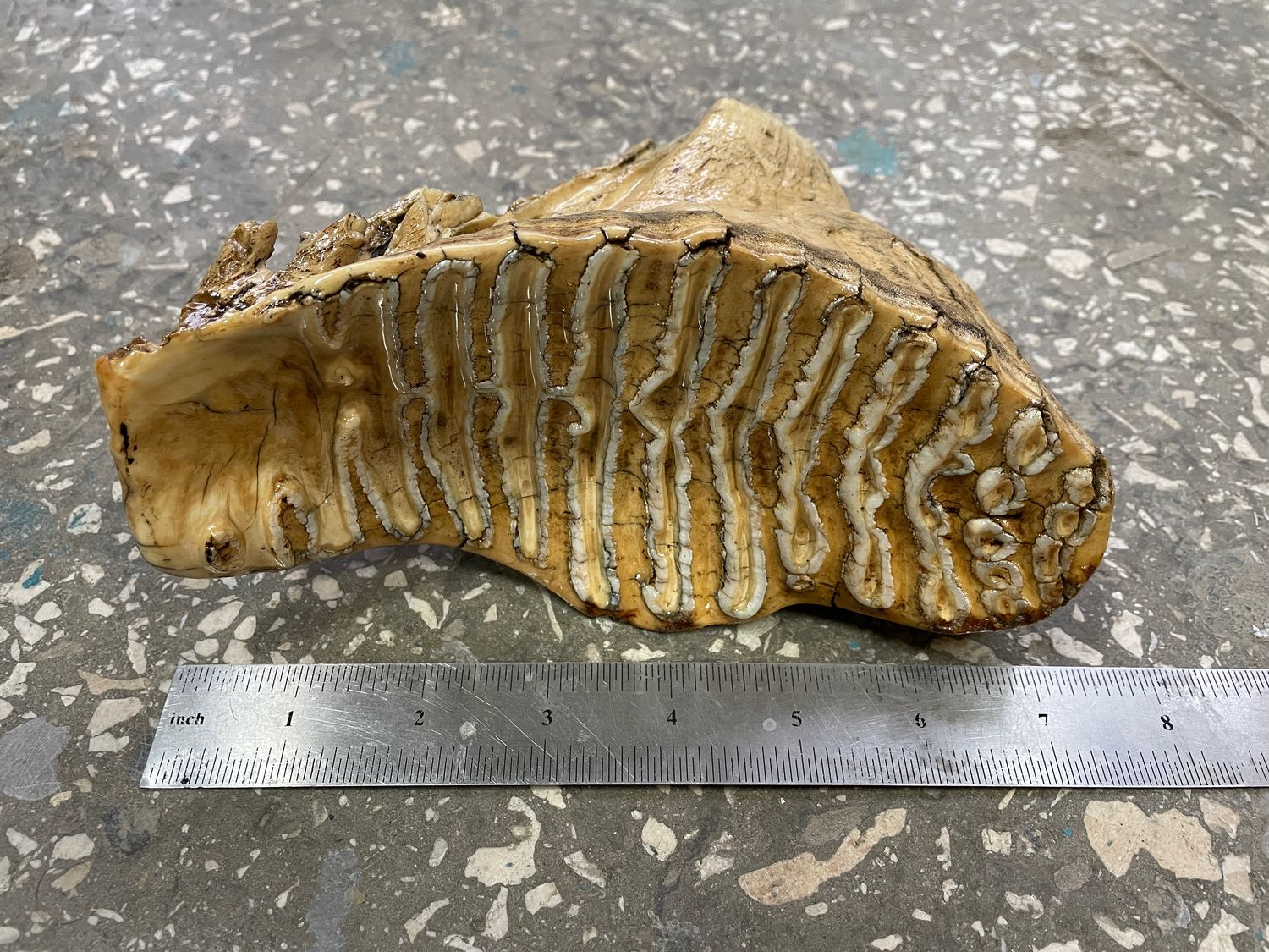 natural mammoth tooth