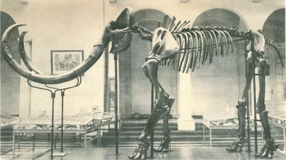 Mammoth skeleton. Photograph from the archives of the Geological Institute of Warsaw.s