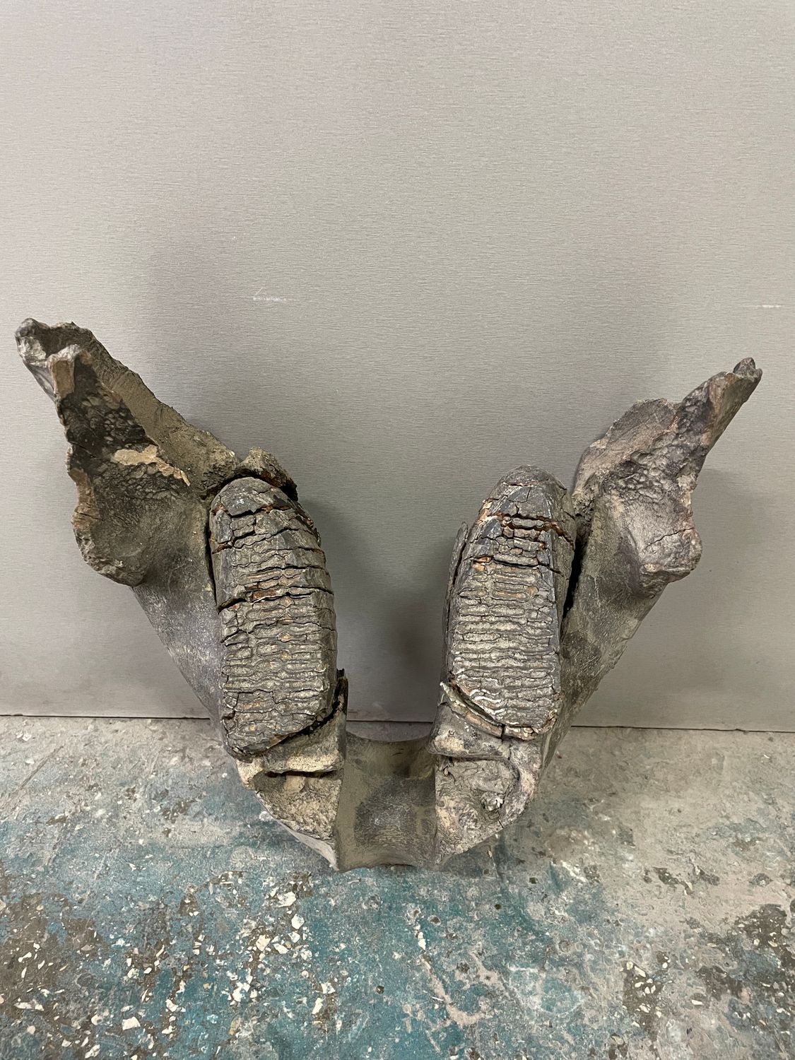 mammoth lower jaw with teeth
