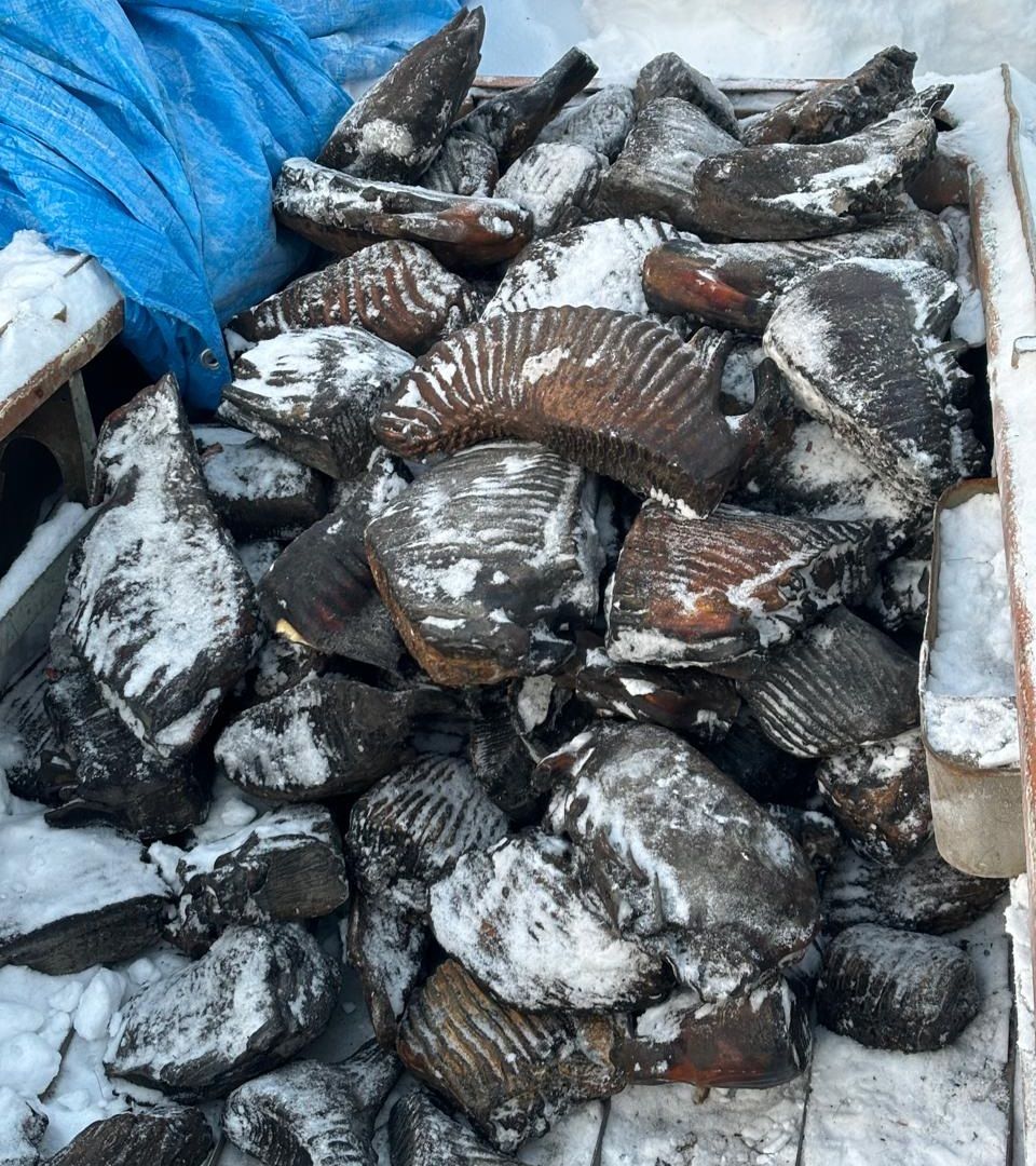 Mammoth teeth found in permafrost