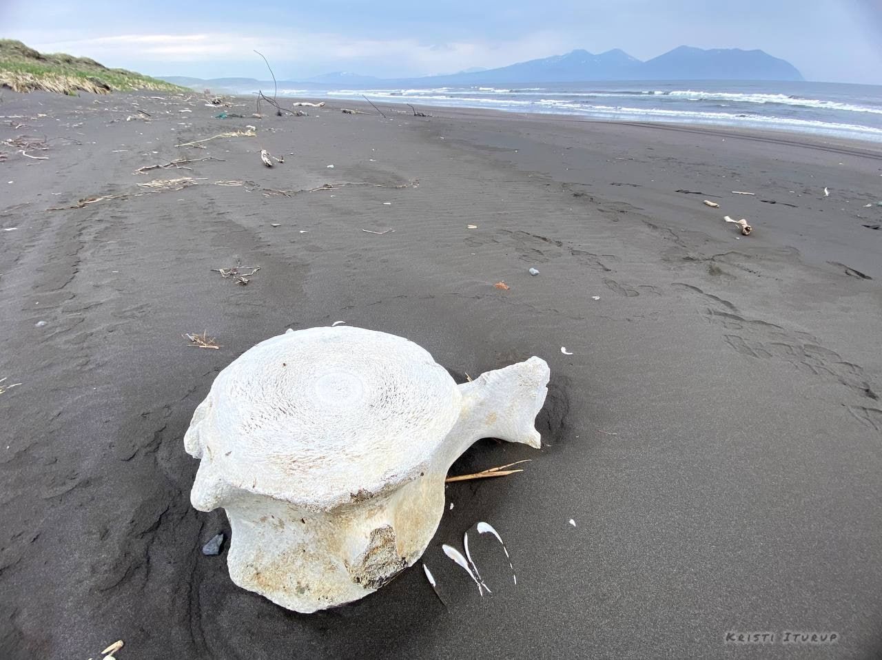 Gray whale vertebra resting on a coastal shoreline, showing the natural porous bone structure shaped by years of exposure to the ocean environment.