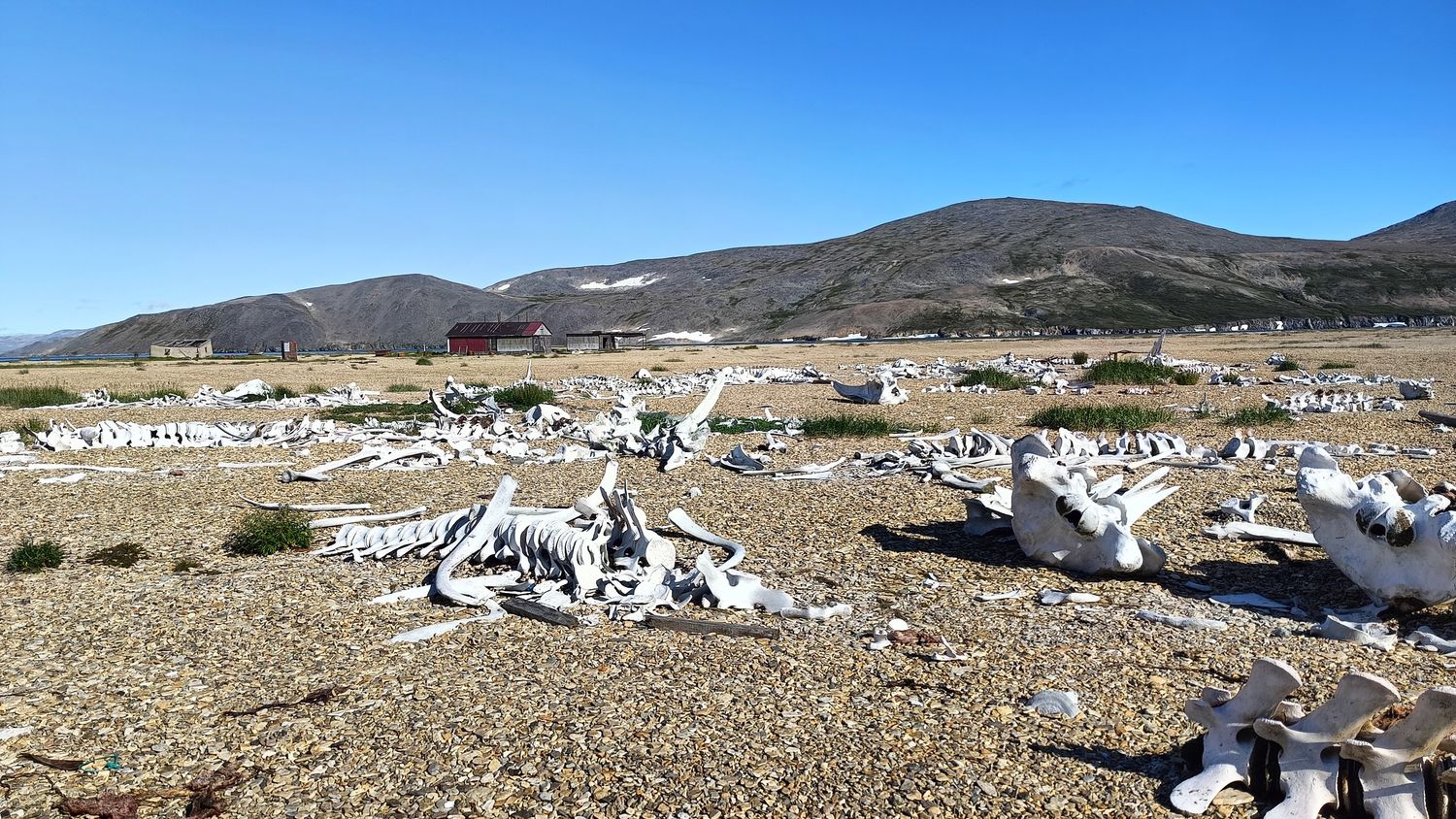 Whale bones and vertebrae scattered along the shoreline near an abandoned coastal whaling base, illustrating the historical remains of marine mammal processing in a remote northern region.