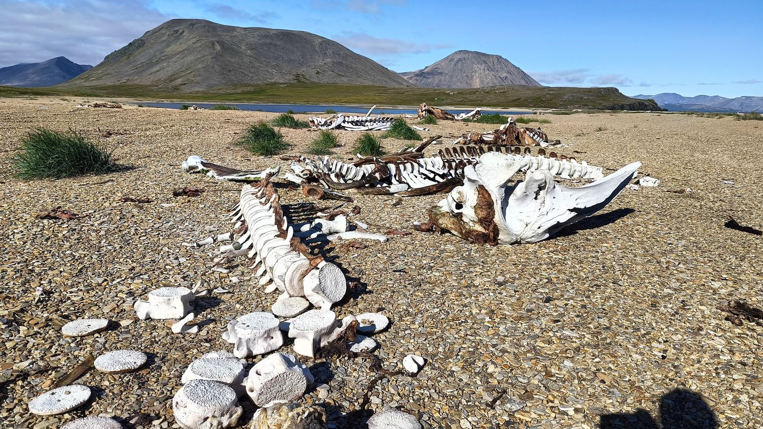 Whale bones and vertebrae scattered along the shoreline near an abandoned coastal whaling base, illustrating the historical remains of marine mammal processing in a remote northern region.
