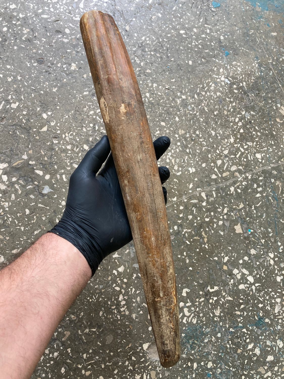 fossil walrus tusk