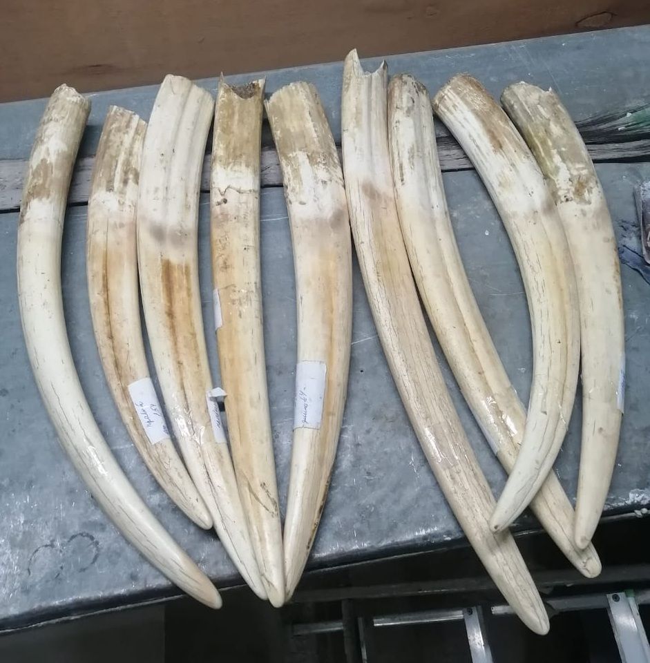 fresh full walrus tusk