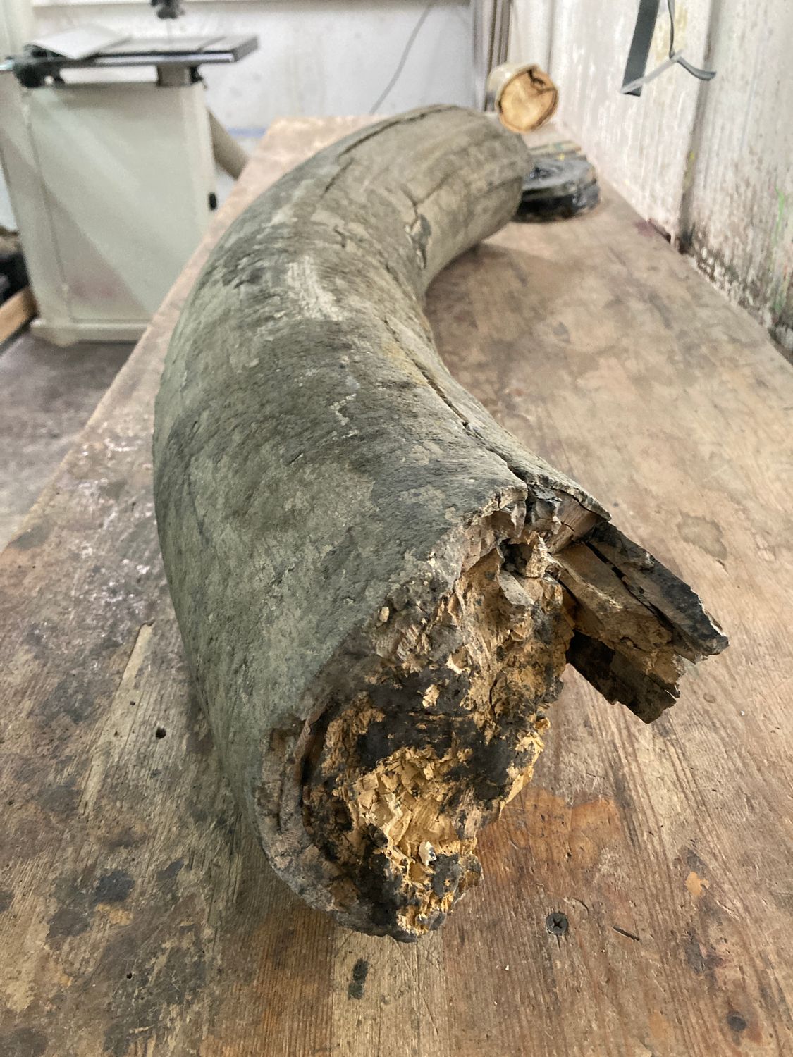 Large mammoth tusk discovered on a riverbank after seasonal flooding, partially exposed by erosion and sediment movement.