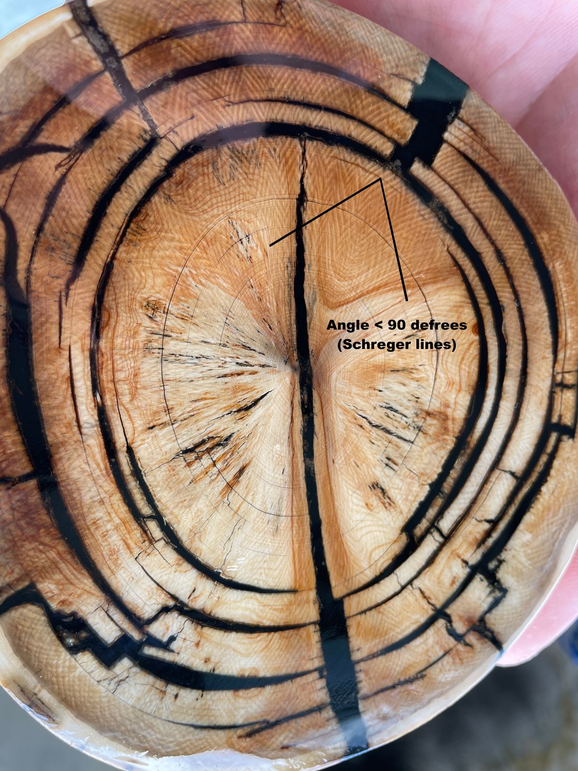 Cross-section of a mammoth ivory tusk showing Schreger lines. The marked angles are less than 90 degrees, a key characteristic used to identify genuine mammoth ivory.