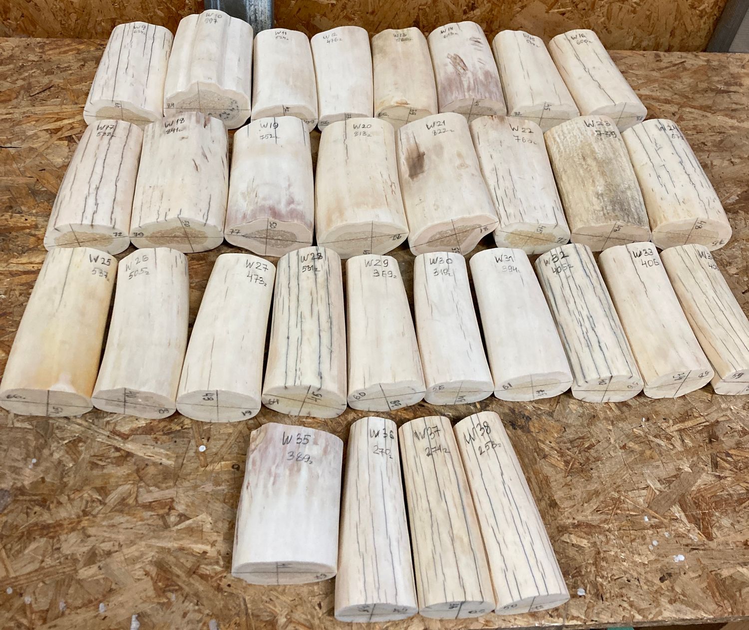 Partially polished walrus ivory blocks with the natural inner pulp core visible, showcasing the distinctive structure of genuine walrus tusk ivory.
