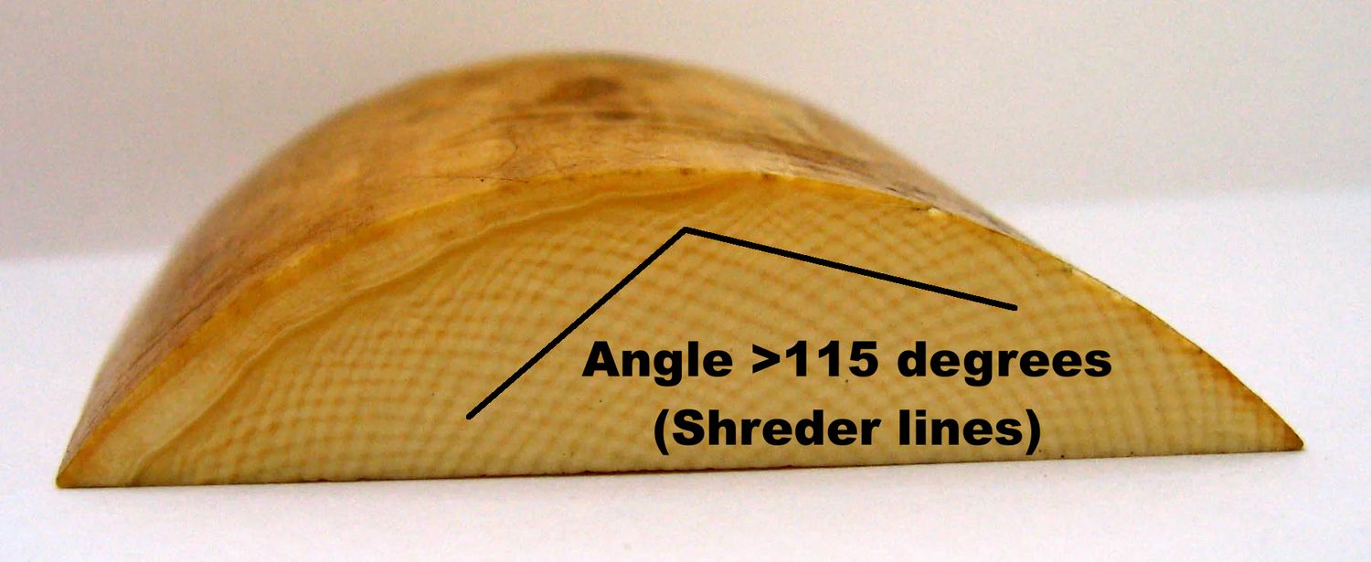 Cross-section of elephant ivory showing Schreger lines. The marked angles are greater than 115 degrees, a characteristic feature used to identify elephant ivory.