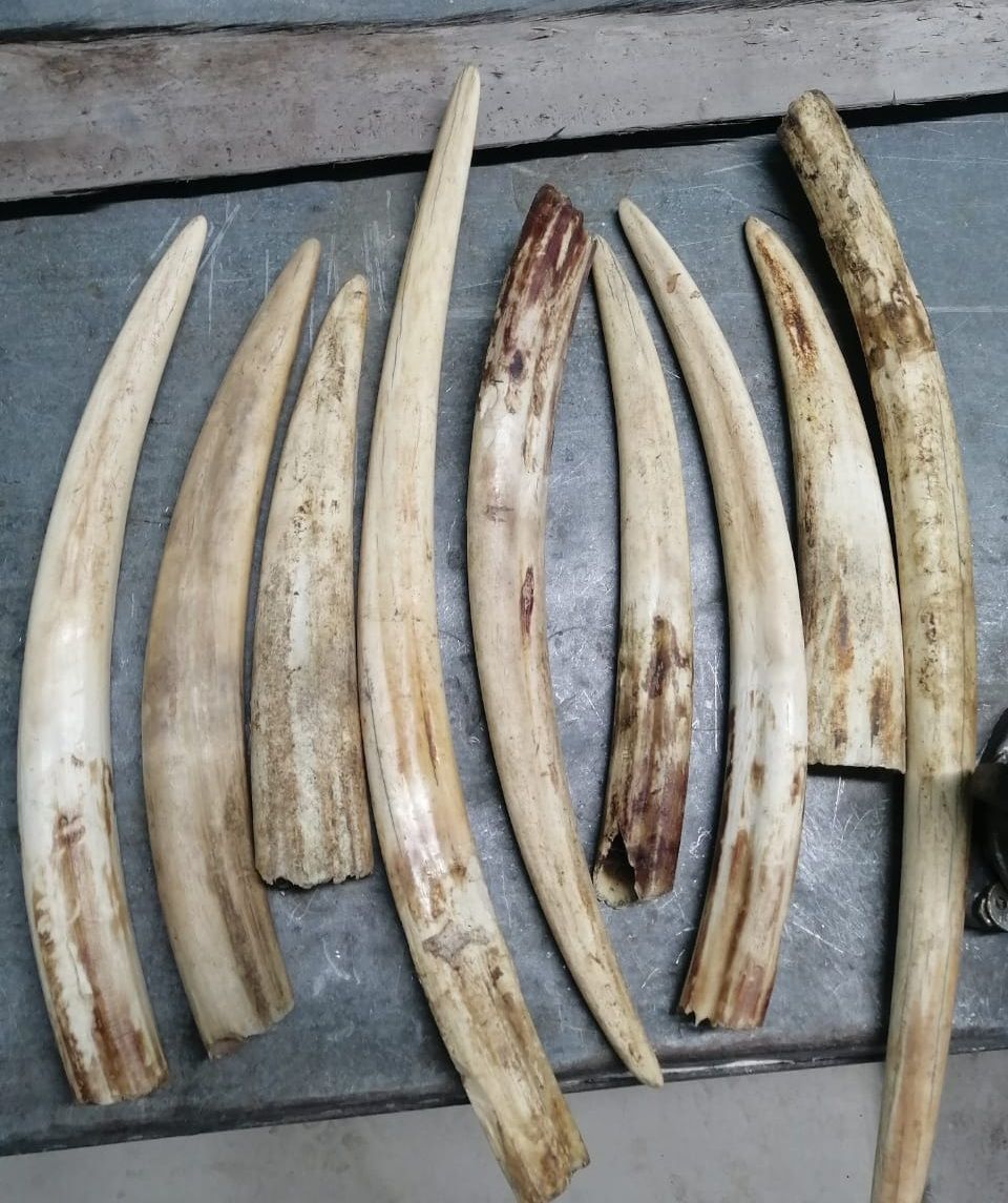 Raw walrus tusks in their natural state, showing the characteristic outer ivory layer and weathered surface before processing.