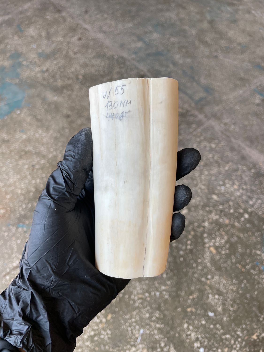 Walrus Tusk Block for Scrimshaw Carving Knife Handle Material 0.97 lb W55