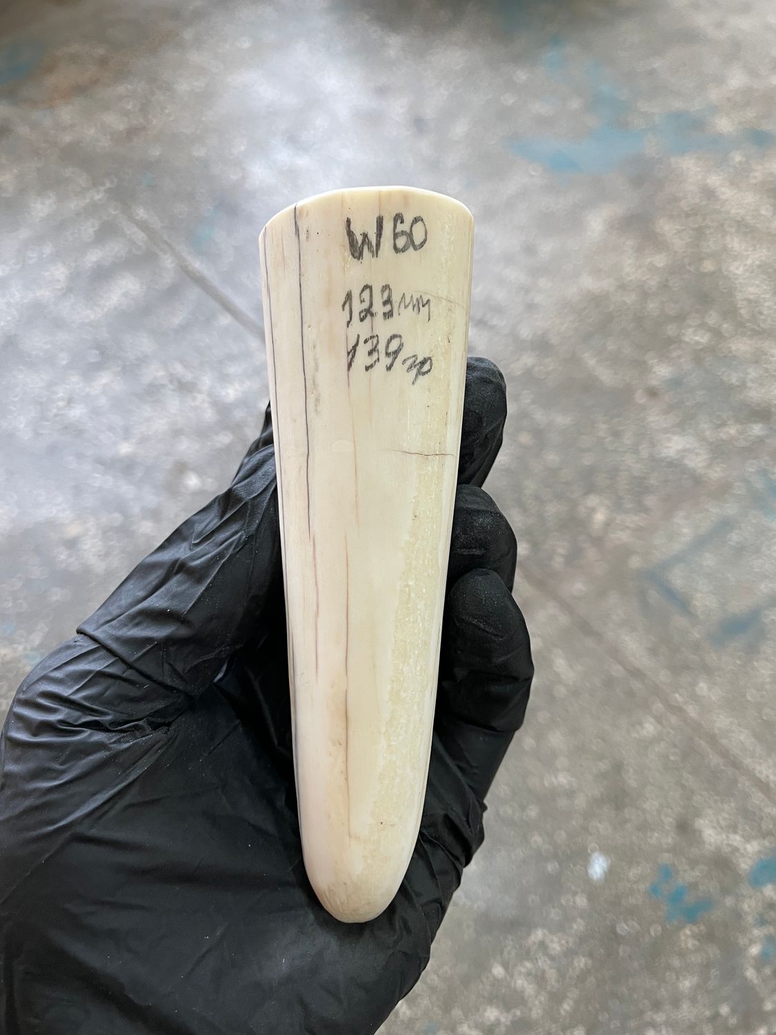 Walrus Tusk Block for Scrimshaw Carving Knife Handle Material 0.30 lb W60