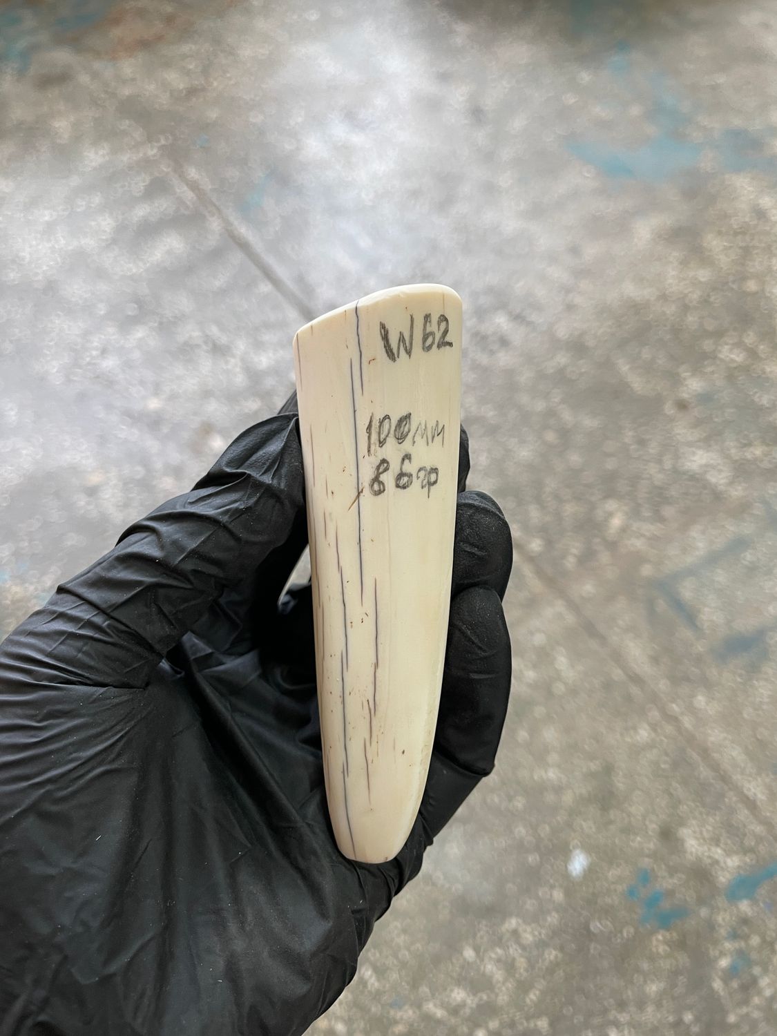 Walrus Tusk Block for Scrimshaw Carving Knife Handle Material 0.18 lb W62