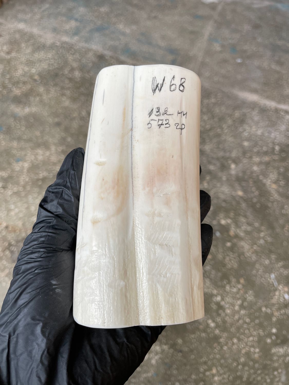 Walrus Tusk Block for Scrimshaw Carving Knife Handle Material 1.26 lb W68