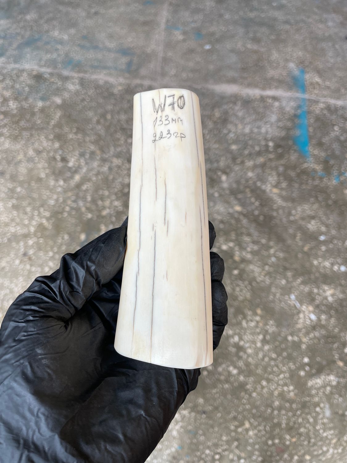 Walrus Tusk Block for Scrimshaw Carving Knife Handle Material 0.49 lb W70