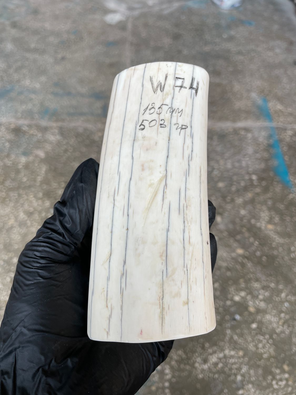 Walrus Tusk Block for Scrimshaw Carving Knife Handle Material 1.10 lb W74
