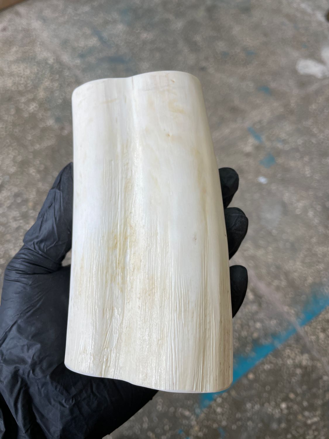 Walrus Tusk Block for Scrimshaw Carving Knife Handle Material 1.59 lb W65
