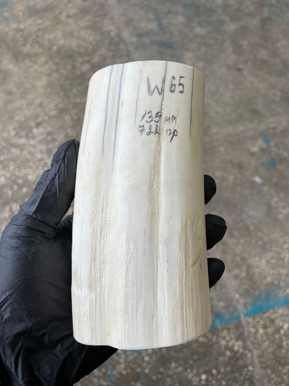 Walrus Tusk Block for Scrimshaw Carving Knife Handle Material 1.59 lb W65