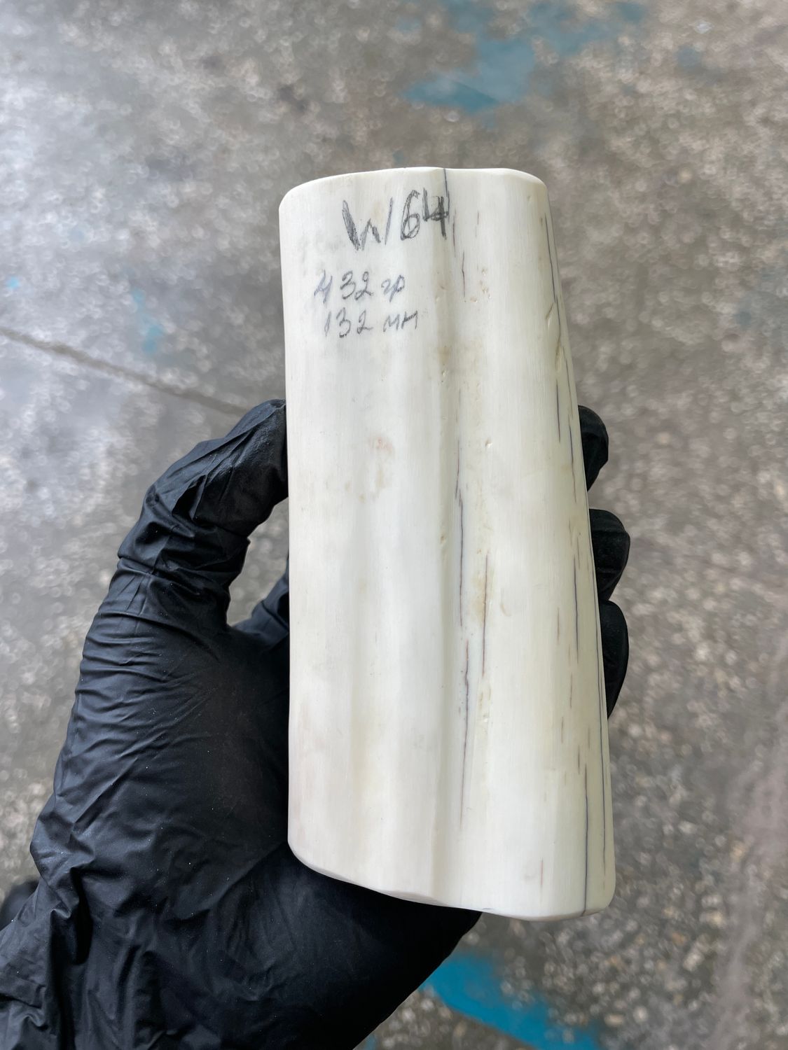 Walrus Tusk Block for Scrimshaw Carving Knife Handle Material 0.95 lb W64