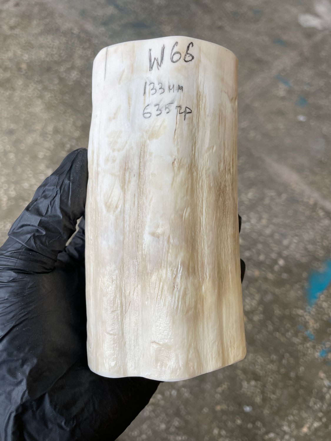 Walrus Tusk Block for Scrimshaw Carving Knife Handle Material 1.39 lb W66