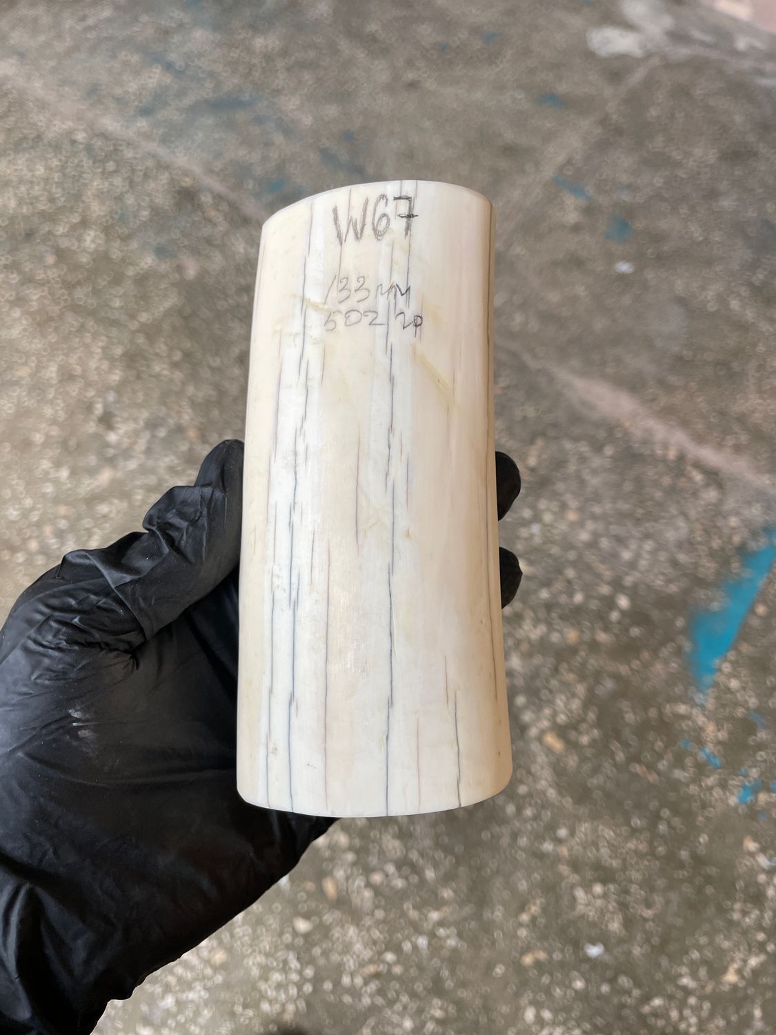 Walrus Tusk Block for Scrimshaw Carving Knife Handle Material 1.10 lb W67