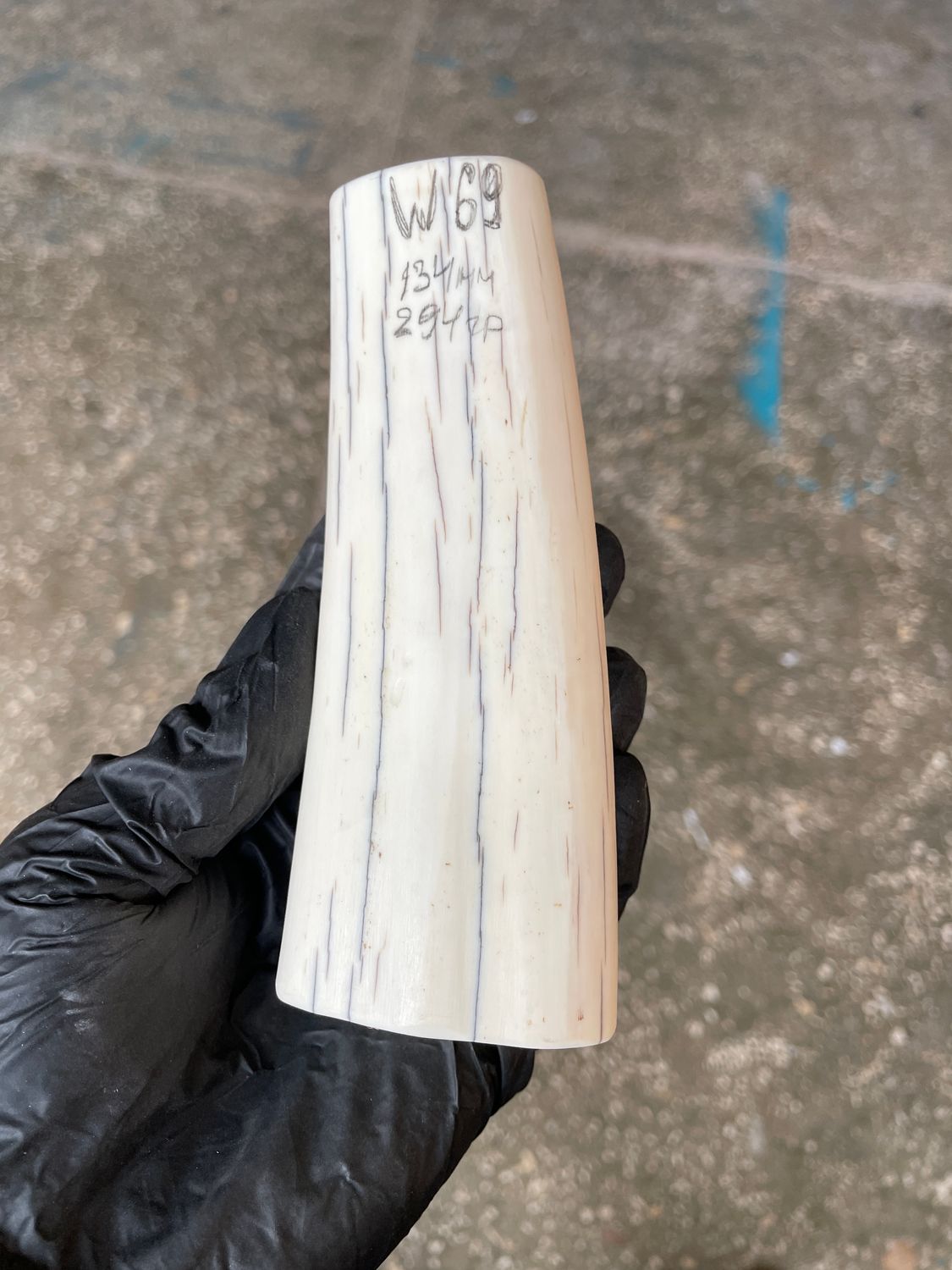 Walrus Tusk Block for Scrimshaw Carving Knife Handle Material 0.64 lb W69