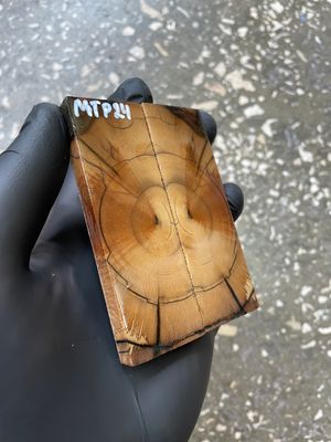 Mammoth Tusk Knife Scales Pocket Size Stabilized Pair 3.66-1.29 - 0.27 inch MTP24