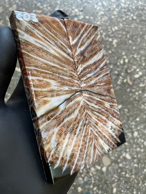 Coral Knife Scales Pair Rare Stabilized Fossil Handle Material for Custom Knives 5.11-1.77-0.43 inch CO3