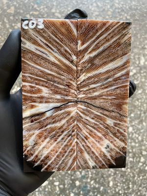 Coral Knife Scales Pair Rare Stabilized Fossil Handle Material for Custom Knives 5.11-1.77-0.43 inch CO3