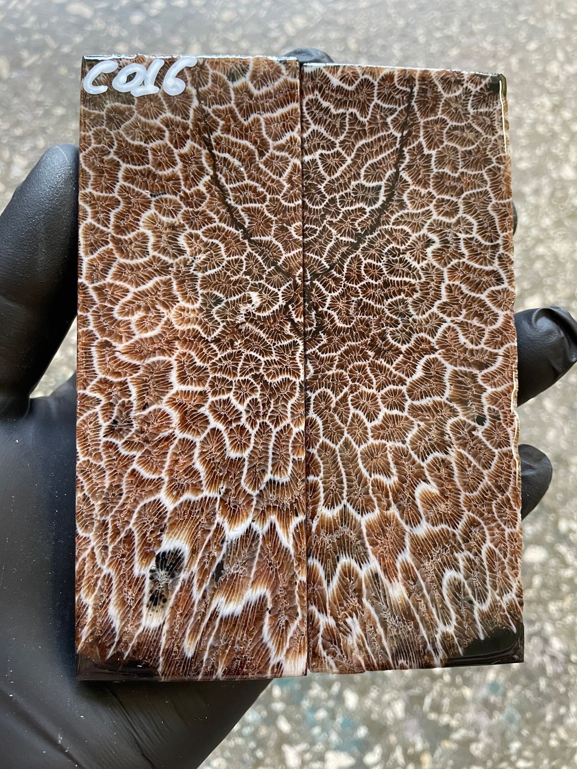 Coral Knife Scales Pair Rare Stabilized Fossil Handle Material for Custom Knives 5.03-1.81-0.39 inch CO16