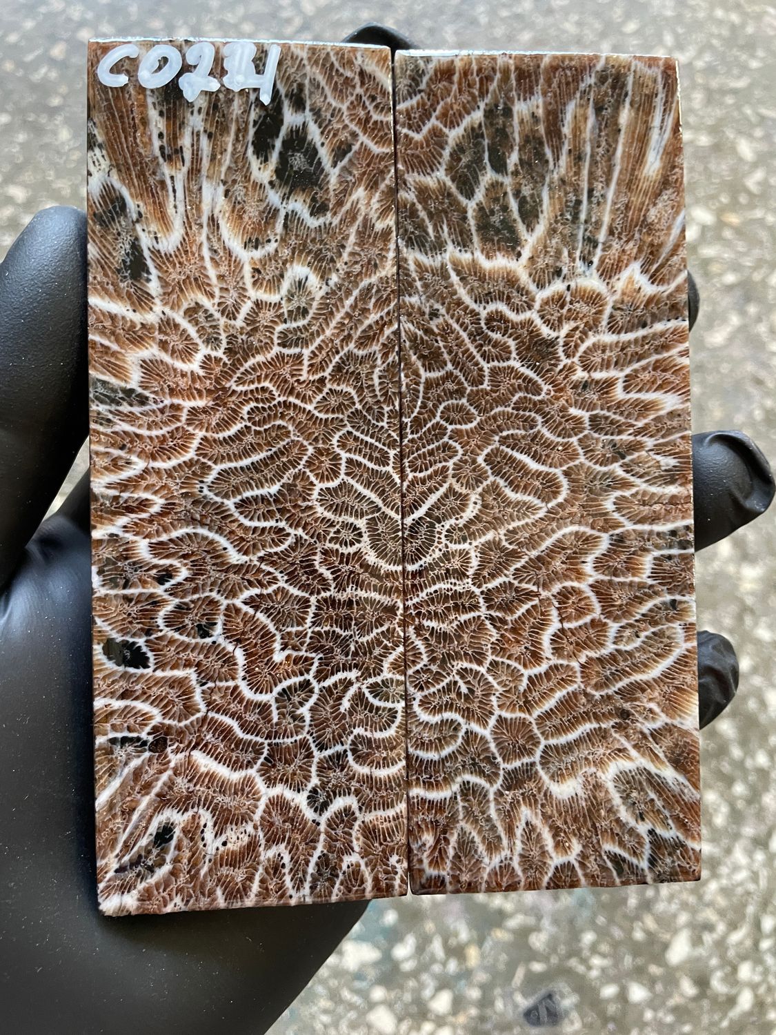 Coral Knife Scales Pair Rare Stabilized Fossil Handle Material for Custom Knives 5.11-1.81-0.39 inch CO24