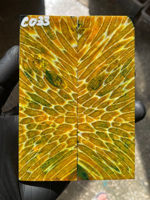 Stabilized coral knife scales pair for custom knife handle fossil material CO33