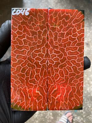 Stabilized coral knife scales pair for custom knife handle fossil material CO46