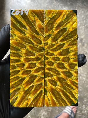 Stabilized coral knife scales pair for custom knife handle fossil material CO54