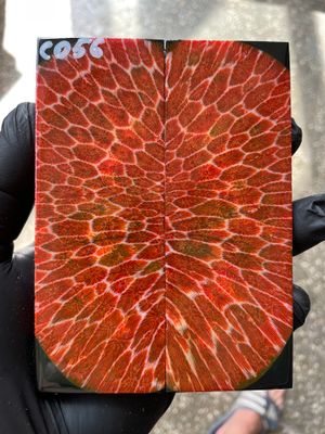 Stabilized coral knife scales pair for custom knife handle fossil material CO56