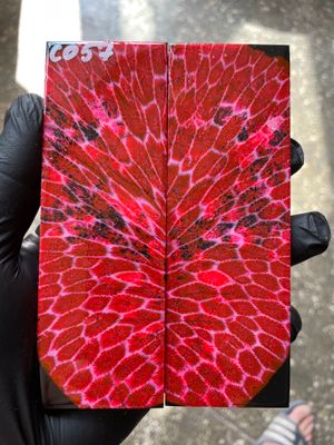 Stabilized coral knife scales pair for custom knife handle fossil material CO57