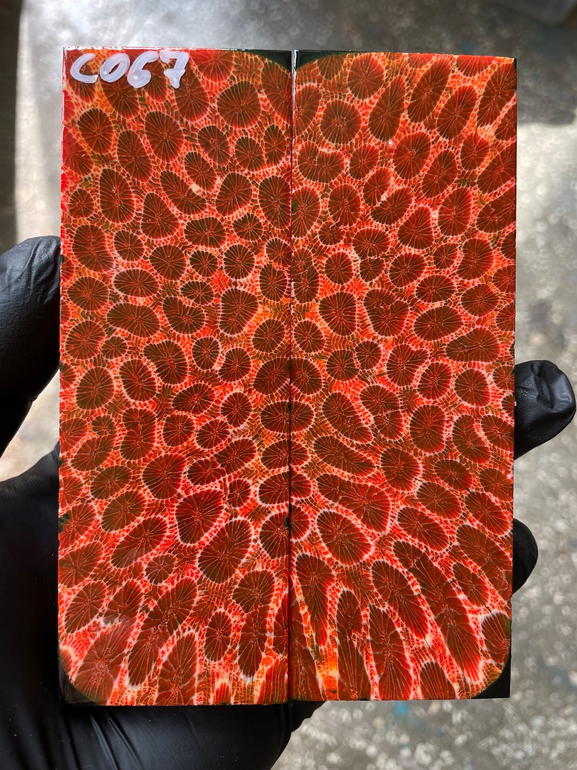 Stabilized coral knife scales pair for custom knife handle fossil material CO67