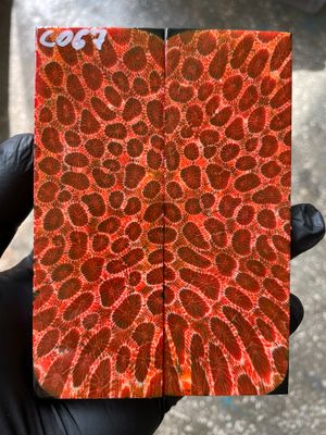 Stabilized coral knife scales pair for custom knife handle fossil material CO67