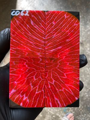 Stabilized coral knife scales pair for custom knife handle fossil material CO62