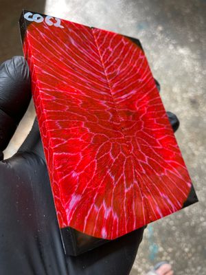 Rare coral knife handle scales stabilized with resin unique one of a kind set