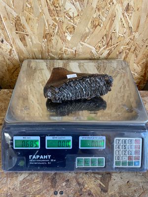 Real mammoth tooth fossil Ice Age specimen raw natural prehistoric tooth