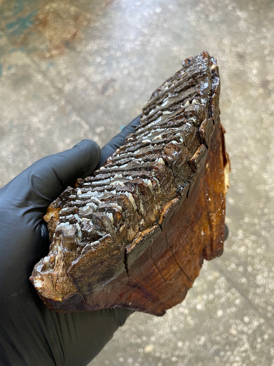 Authentic woolly mammoth tooth fossil natural unstabilized specimen from Siberia Yakutsk MT2