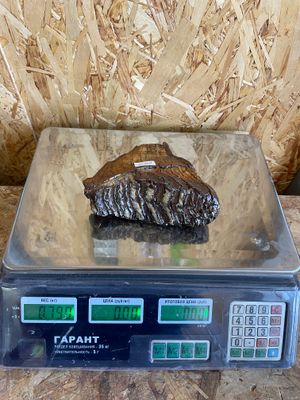 Real mammoth tooth fossil Ice Age specimen raw natural prehistoric tooth