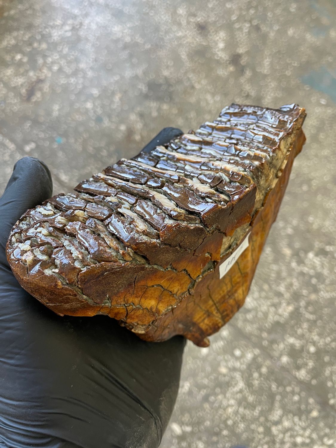 Authentic woolly mammoth tooth fossil natural unstabilized specimen from Siberia Yakutsk MT3