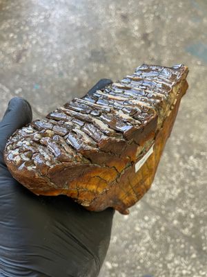 Authentic woolly mammoth tooth fossil natural unstabilized specimen from Siberia Yakutsk MT3