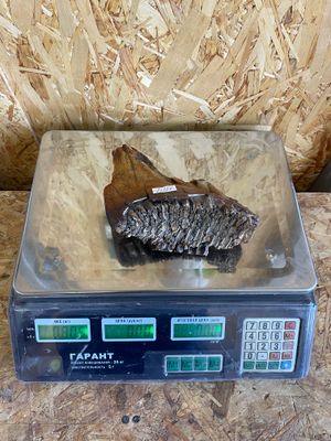 Real mammoth tooth fossil Ice Age specimen raw natural prehistoric tooth
